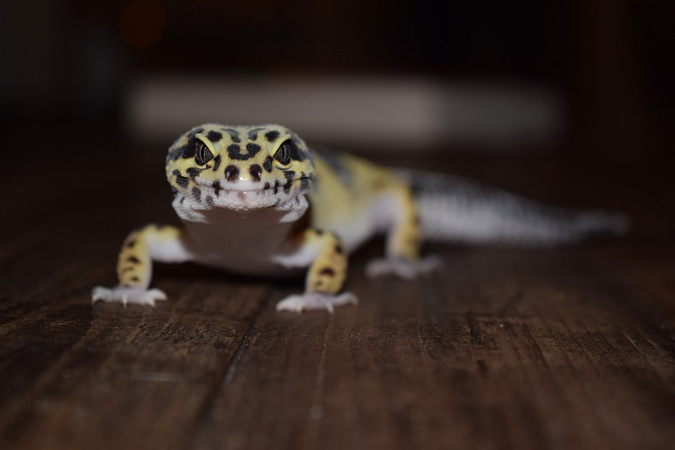 The Ultimate Guide to a Nutritious Diet for Your Leopard Gecko GotFeeders