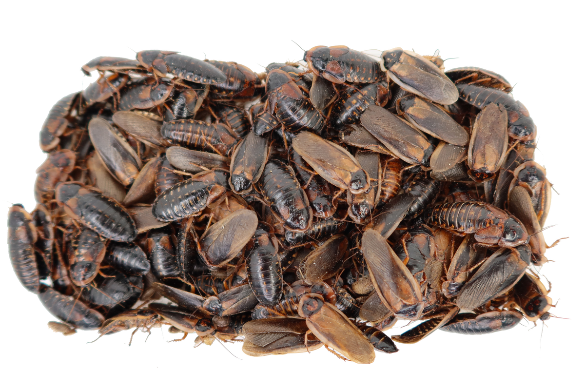 A closer look at Dubia Roach Life Cycle Stages