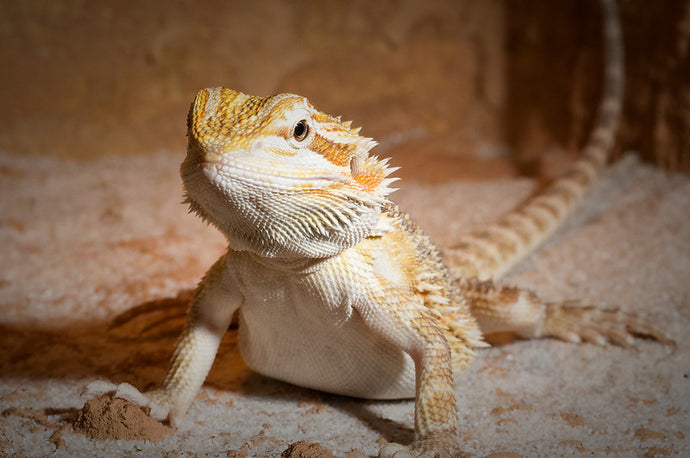 The Importance of Proper Hydration for Desert Reptiles