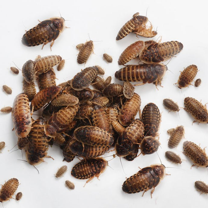 How to: Successfully Caring for Dubia Roaches
