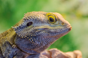 Understanding the Causes of Gout in Bearded Dragons