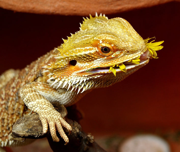 Comprehensive Guide to Your Bearded Dragon's Nutritional Needs