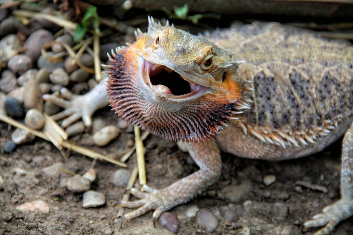 Understanding Bearded Dragon Bites: How Painful Are They?