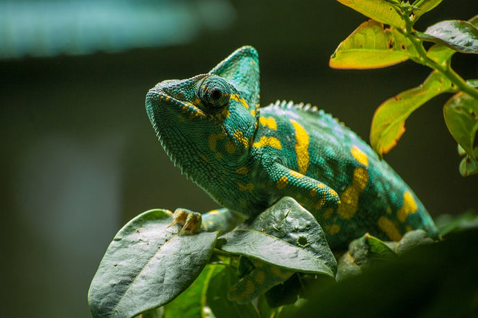 Dealing with a Picky Chameleon: Understanding the Causes and Solutions