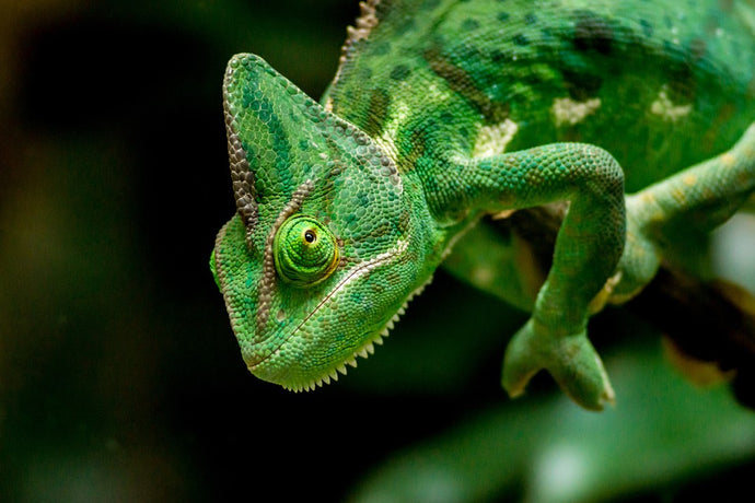 What Can Chameleons Eat? A Comprehensive Guide to Chameleon Food