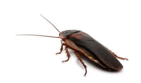 Can my pet reptile eat dubia roaches?