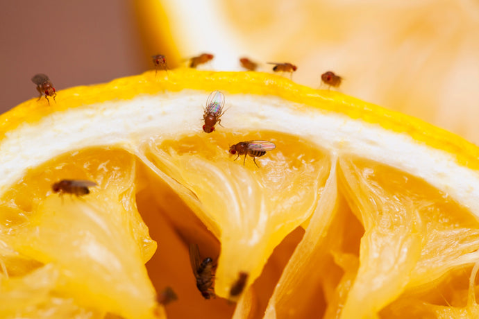 How to: Eliminating Fruit Flies