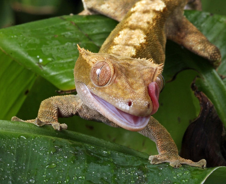 The Ultimate Guide to Crested Gecko Nutrition