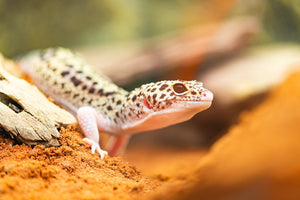 Are Leopard Geckos the Ideal Pet for Reptile Lovers?