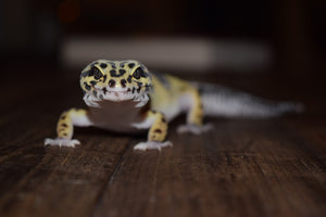 The Ultimate Guide to a Nutritious Diet for Your Leopard Gecko