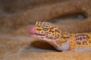 Dealing with a Picky Leopard Gecko: Causes and Solutions