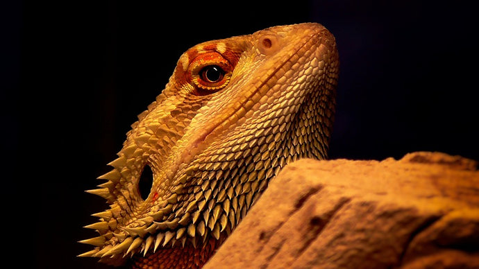 Understanding Bearded Dragon Brumation: A Comprehensive Guide