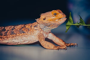 Encourage Your Bearded Dragon to Eat Greens with These Expert Tips!