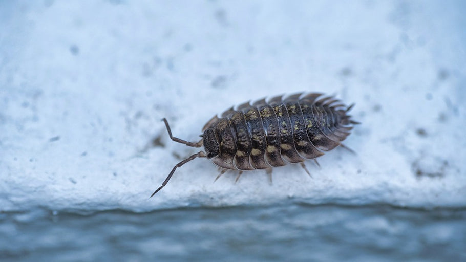 The Fascinating World of Isopods: Nature's Tiny Decomposers