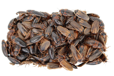 Dubia Starter Colony (FREE SHIPPING)
