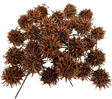 Sweet Gum Pods (FREE SHIPPING)