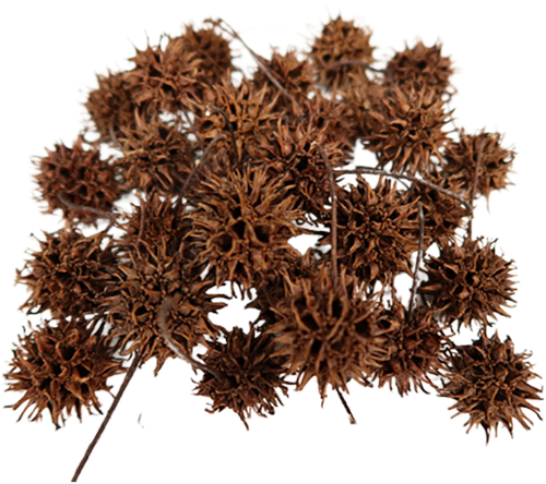 Sweet Gum Pods (FREE SHIPPING)
