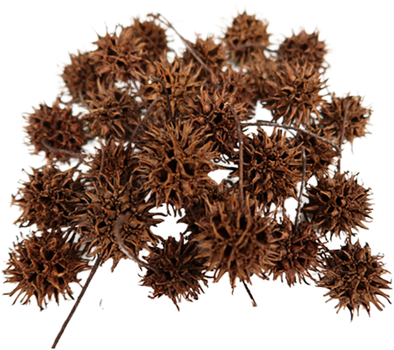 Sweet Gum Pods (FREE SHIPPING)