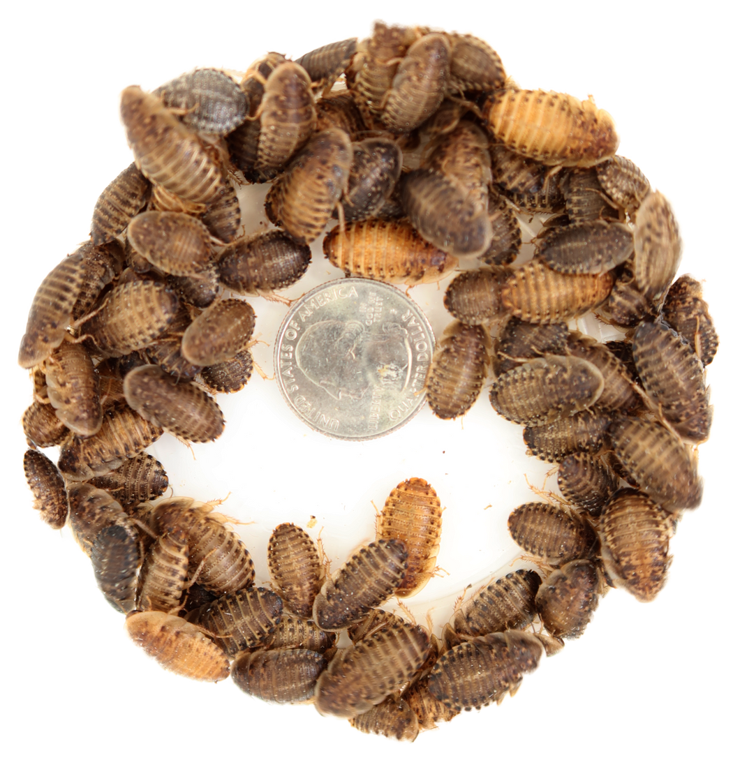 Medium Dubia 5/8
