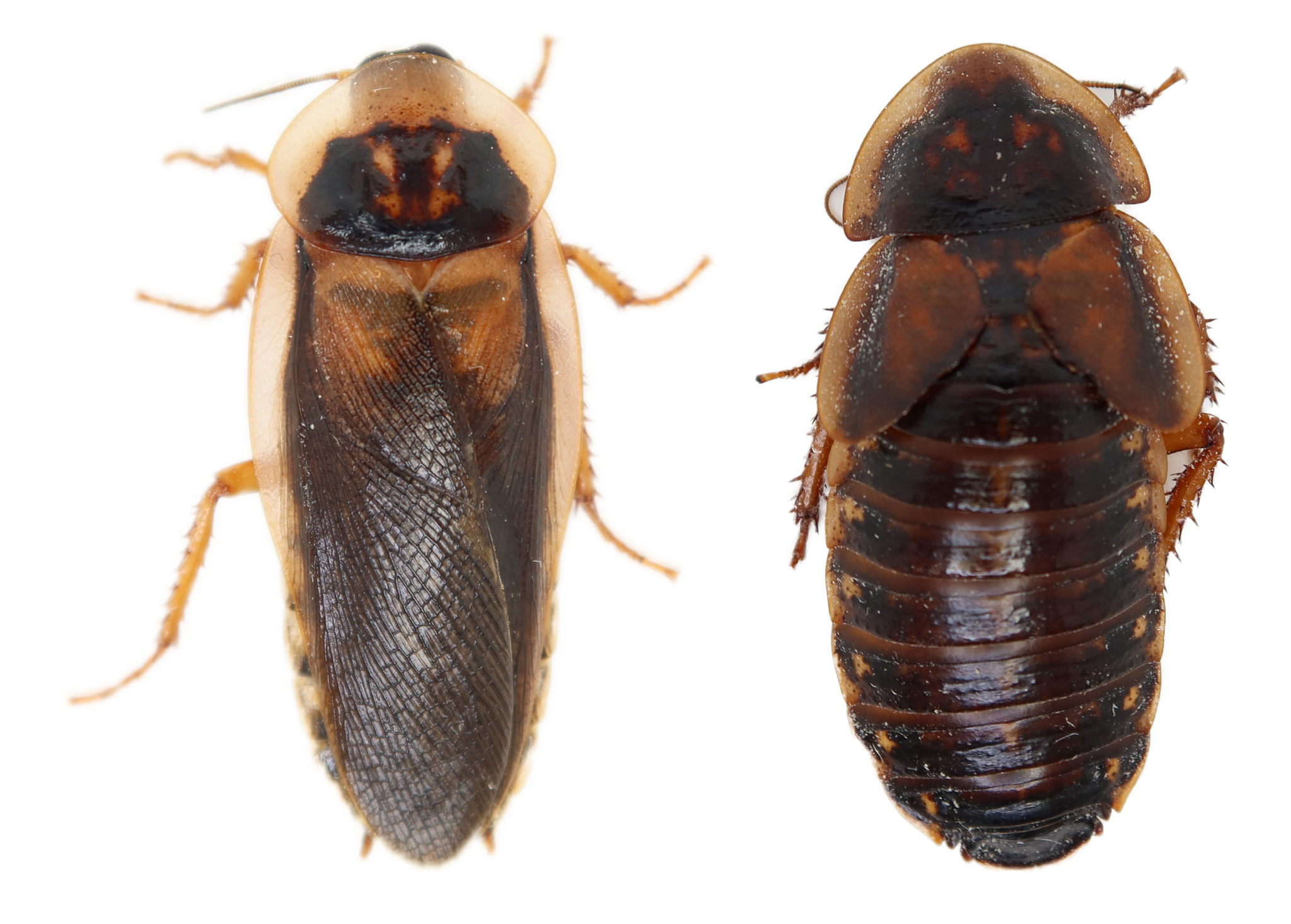 Dubia Roach Colony Starter Kit